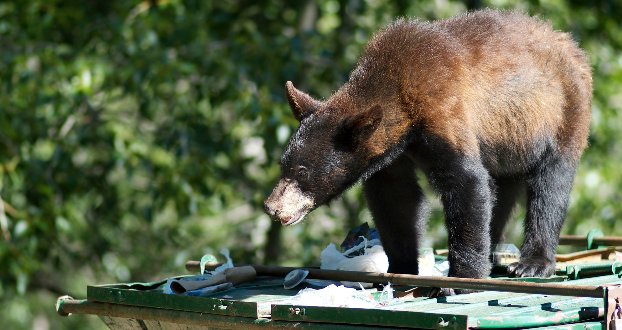 Living in Bear Country